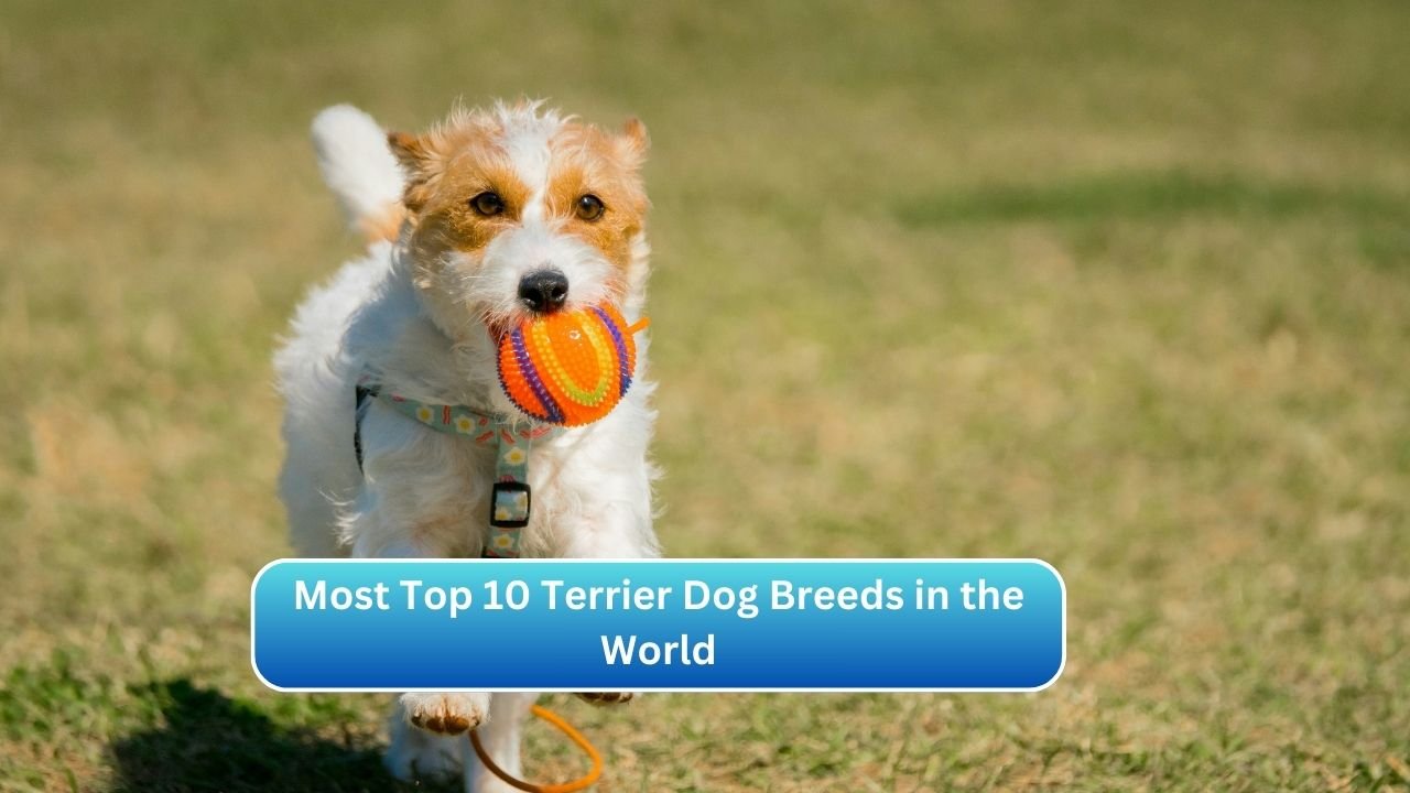 Most Top 10 Terrier Dog Breeds in the World
